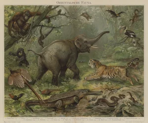 Asijská fauna